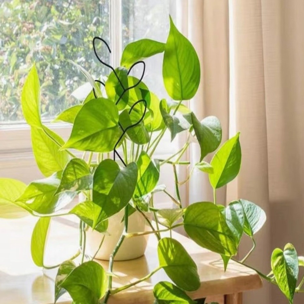 IJzeren klimrek voor planten,  - Bonsai Vertical Garden recensie en prijs