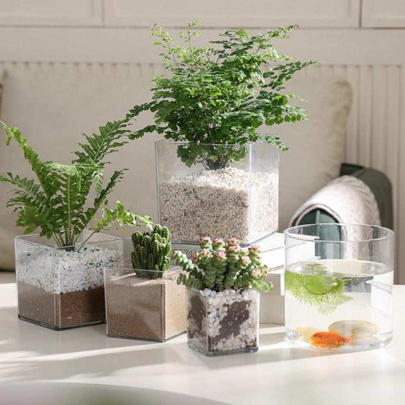 Vierkante/ronde transparante a - Bonsai Garden Nursery recensie en prijs