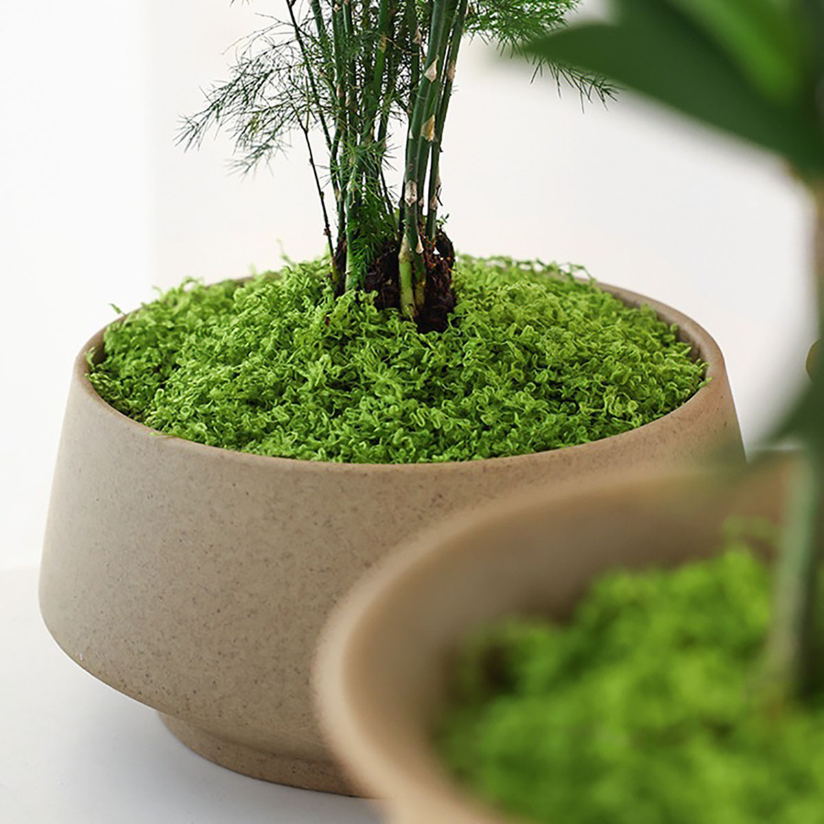 Ongeveer 20g Kunstmatige Groen - Bonsai Garden Decor recensie en prijs